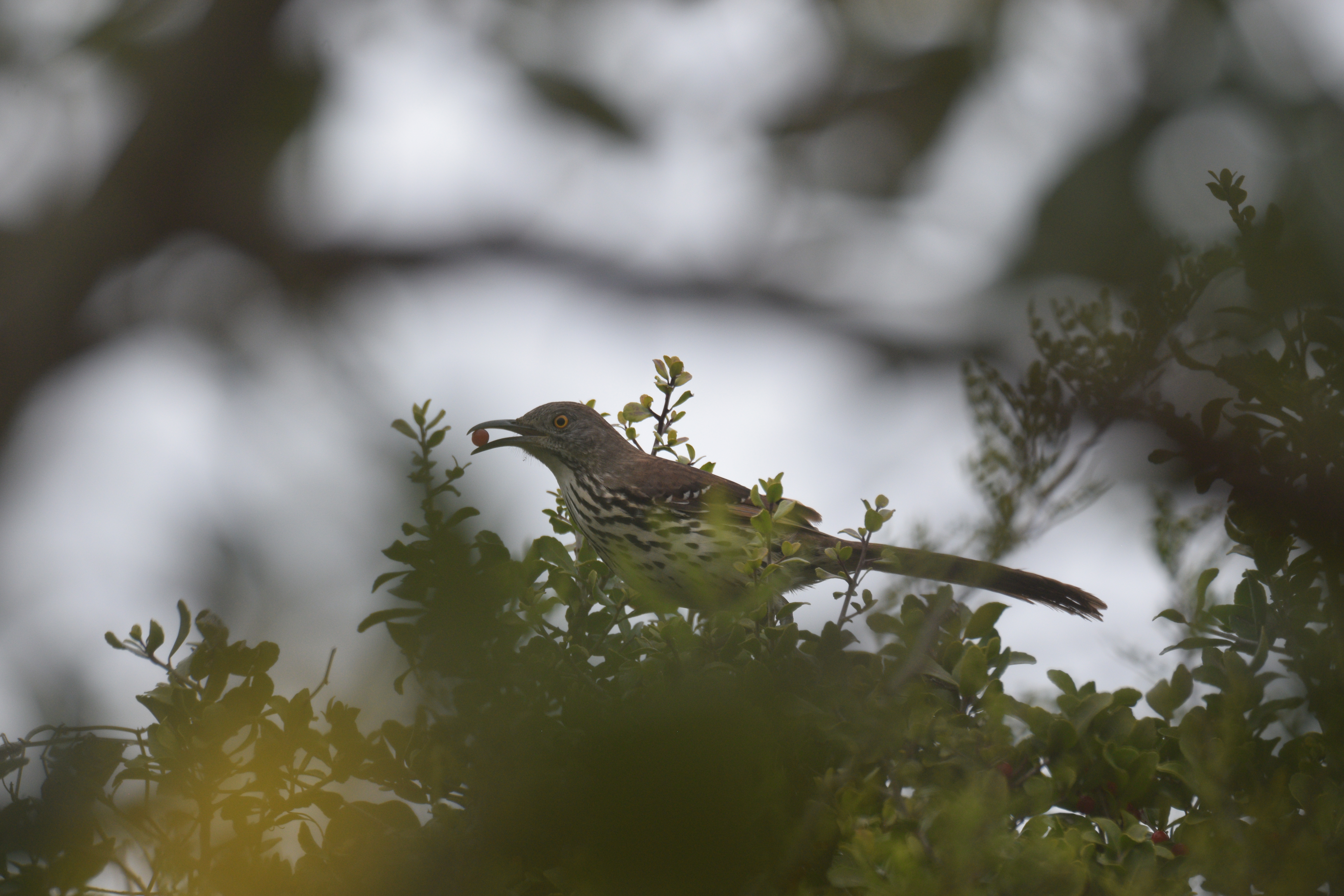 Wildlife photography